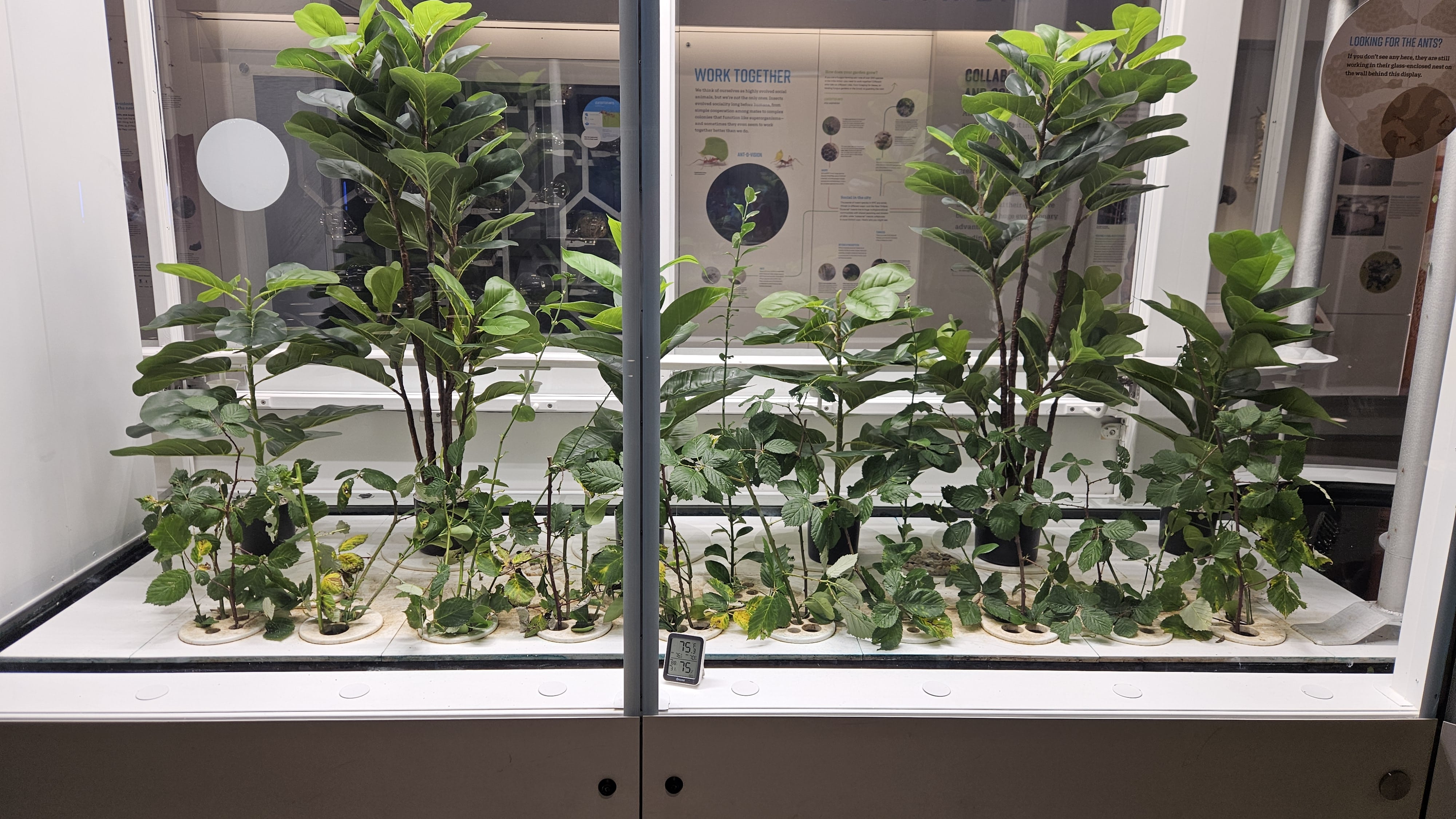 Plants grown for the leafcutter ant colony