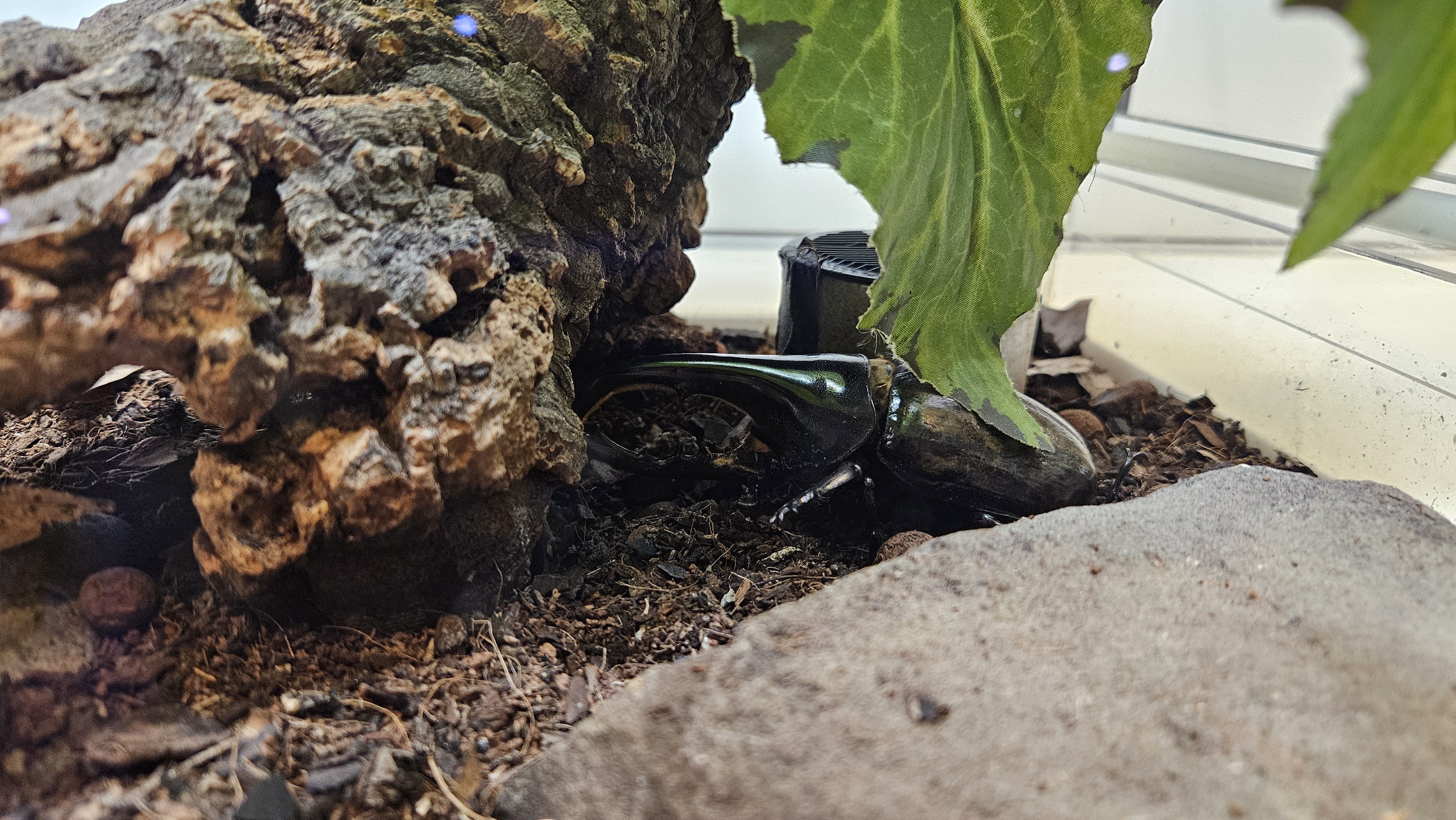 Hercules beetle hiding under cork bark.