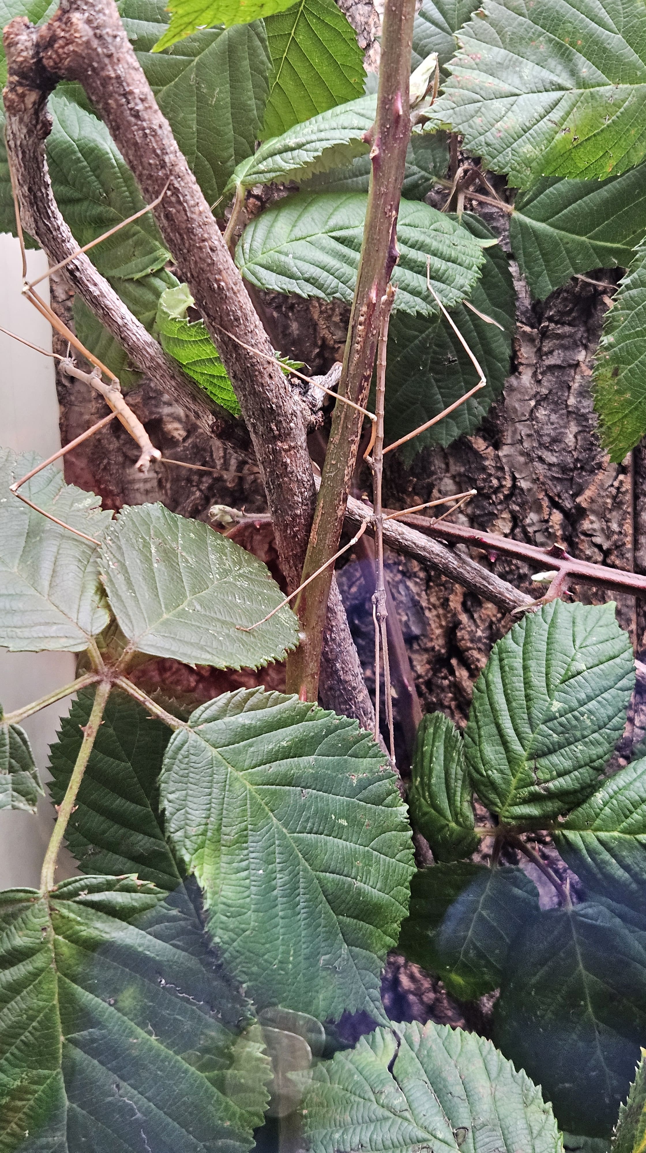 Annam stick insects blending with twigs.